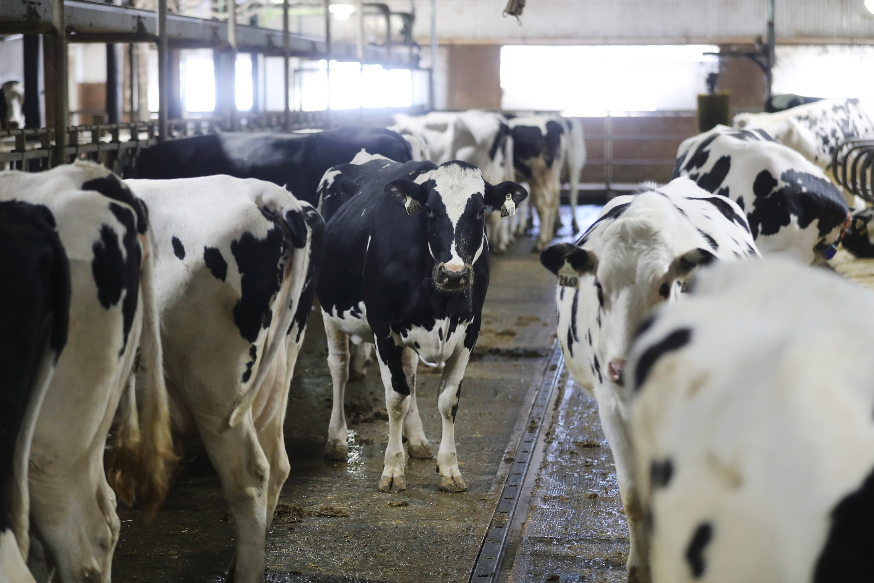 Cows stand in a pen at the Skyline Dairy farm near Grunthal, Manitoba, Canada, in March. (Bloomberg via Getty Images)
