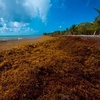 Masas de algas amenazan pesquerías y playas podridas
