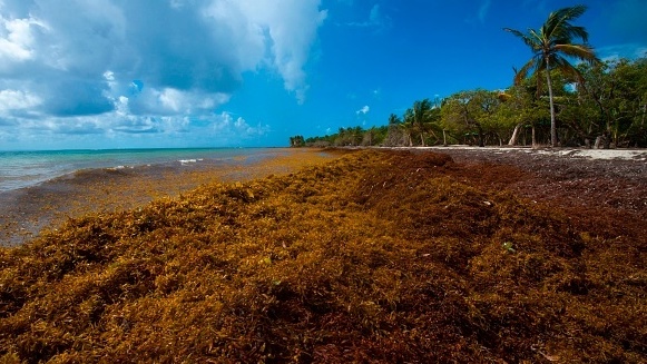 A picture taken in April shows sargassum seaweed on the French Caribbean Island of Guadeloupe. (AFP/Getty Images)