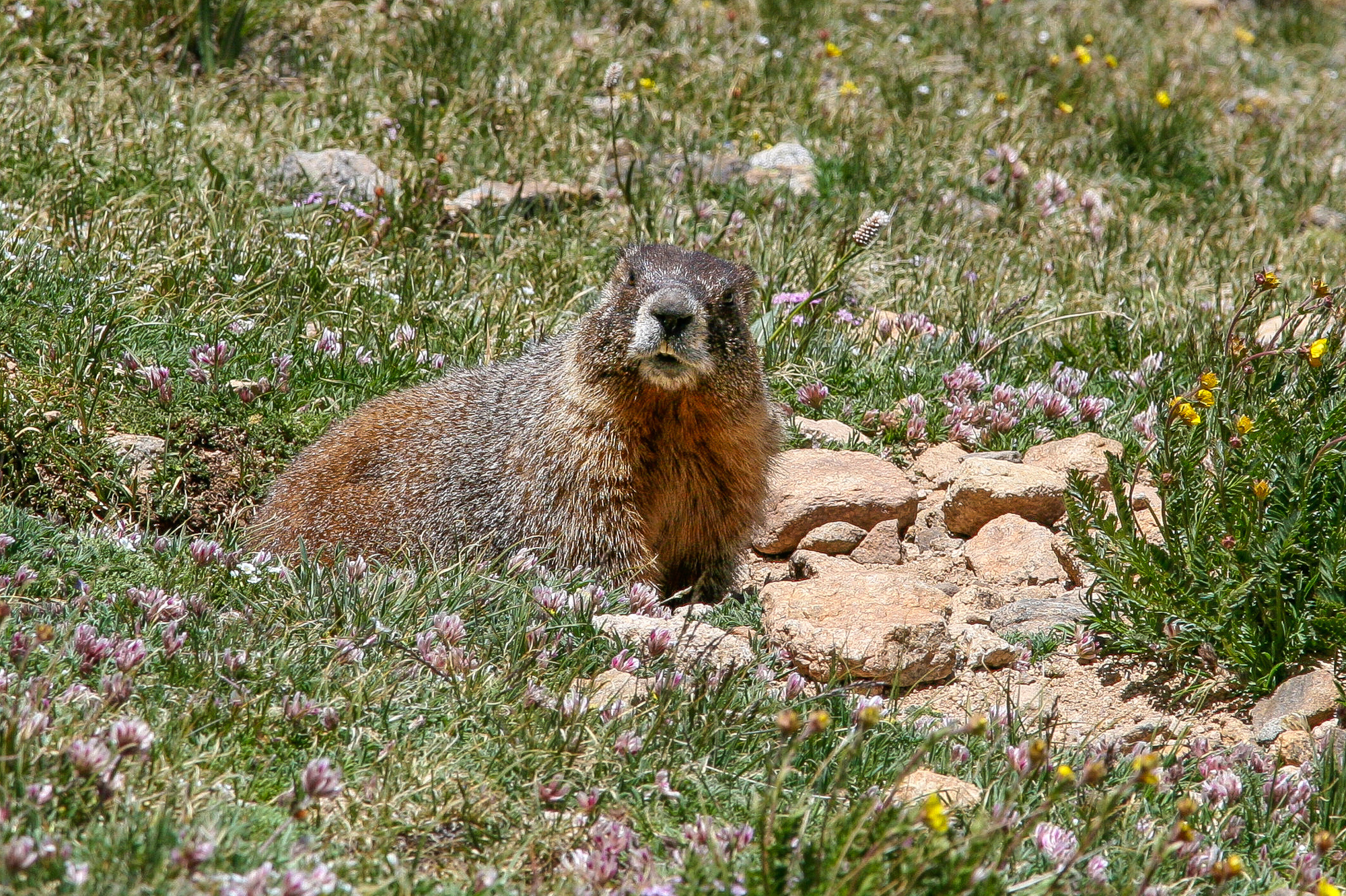 A yellow-bellied marmot keeps an eye out while it gets a bite to eat. Related to groundhogs, yellow-bellied marmots are getting fatter and bigger because of the longer growing season brought on by climate change. (NPR)