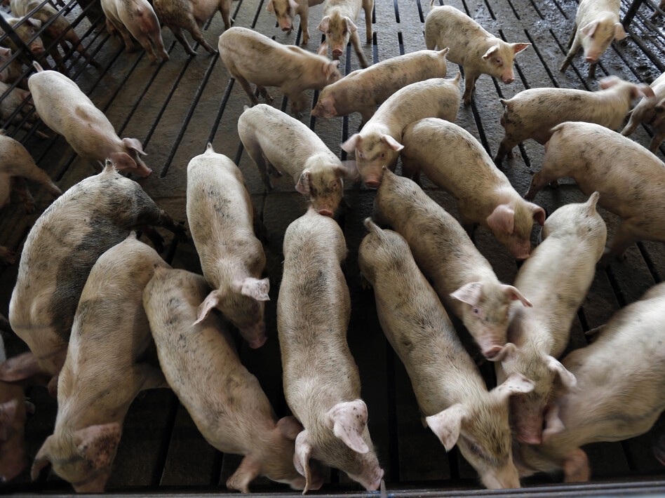 Young hogs are seen at a farm in Farmville, N.C. From farmers to meat-storage facilities, to auto parts manufacturers, the impact of tariffs is spreading. (Gerry Broome/AP)