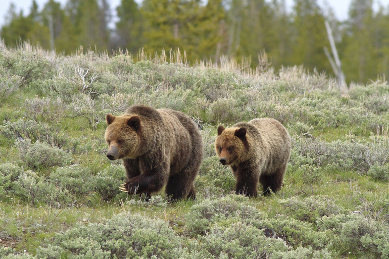 Sow Grizzly and cub in Wyoming. (Bryant Aardema/Getty Images)