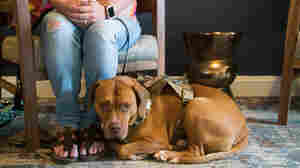 Service Dog Registries To Streamline Travel For Veterans With 'Invisible Injuries'