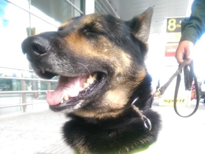 Colombian drug traffickers put a $70,000 bounty on a police dog