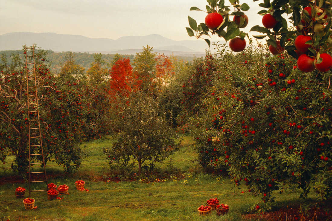 apples growing