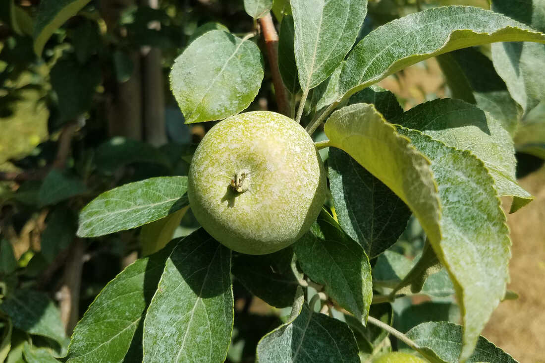 Honeycrisp - Wikipedia