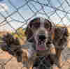 To Combat Rhino Poaching, Dogs Are Giving South African Park Rangers A Crucial Assist