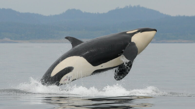 After Calf S Death Orca Mother Carries It For Days In Tragic Tour Of Grief Npr