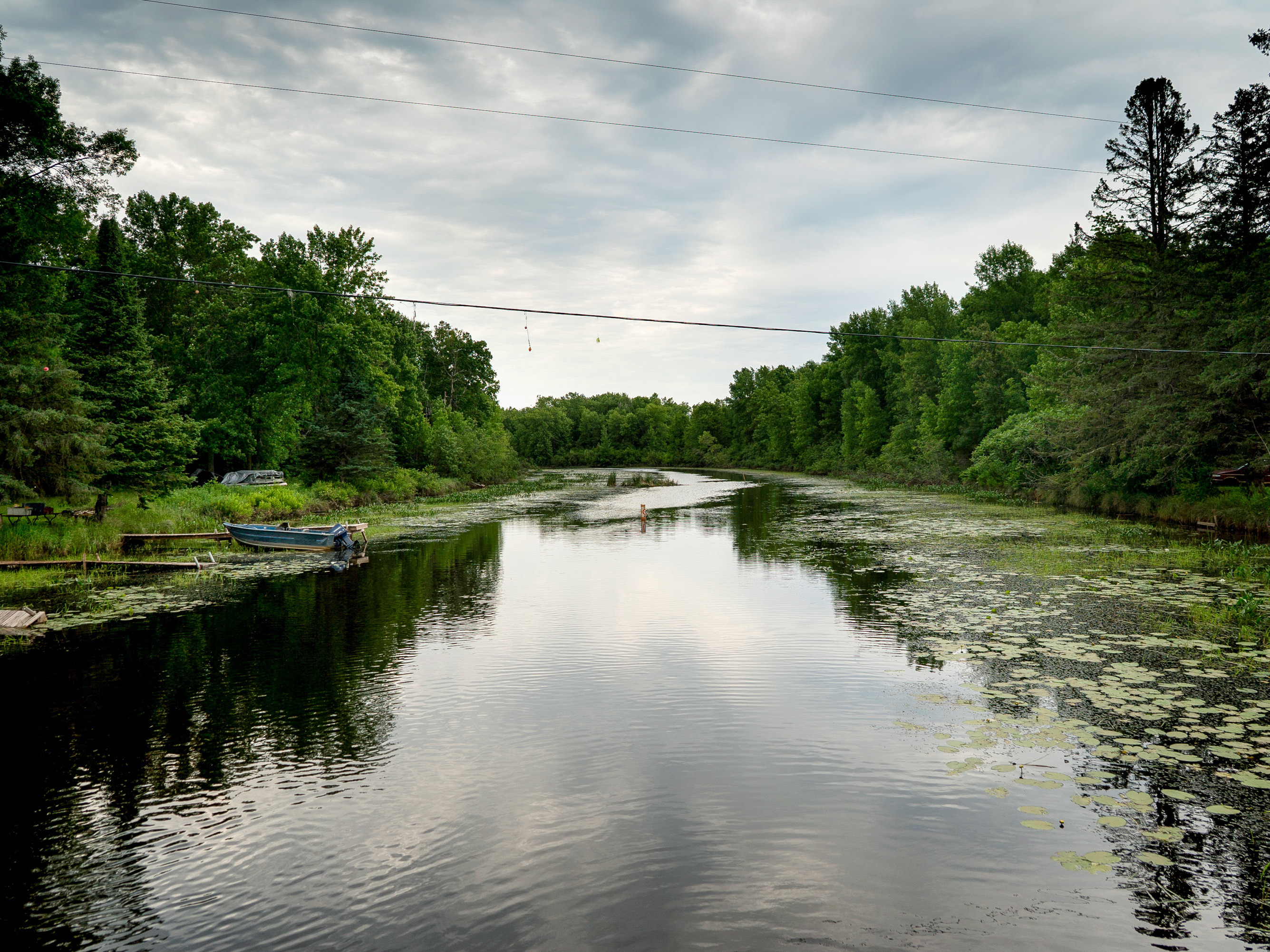 Wild rice grows along the edges of the Kakagon River in Wisconsin. (Courtesy of University of California Davis)