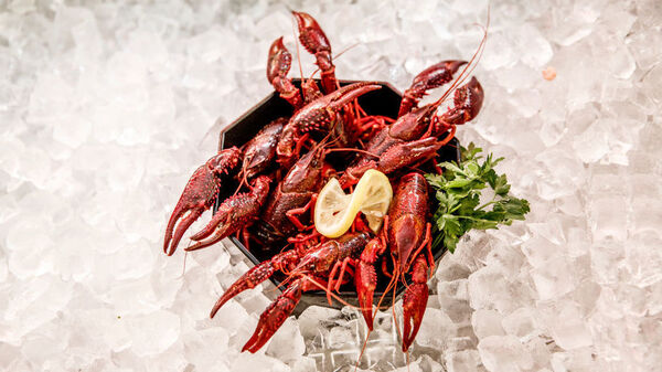Louisiana crawfish caught in waters in and around Berlin are on display at Fisch Frank fish restaurant in Berlin. They are an invasive species and authorities recently licensed a local fisherman to catch them and sell them to local restaurants.