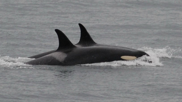 In this photo, taken Saturday and released by the Center for Whale Research, an orca known as J-35, foreground, swims with podmates near Friday Harbor, Alaska.