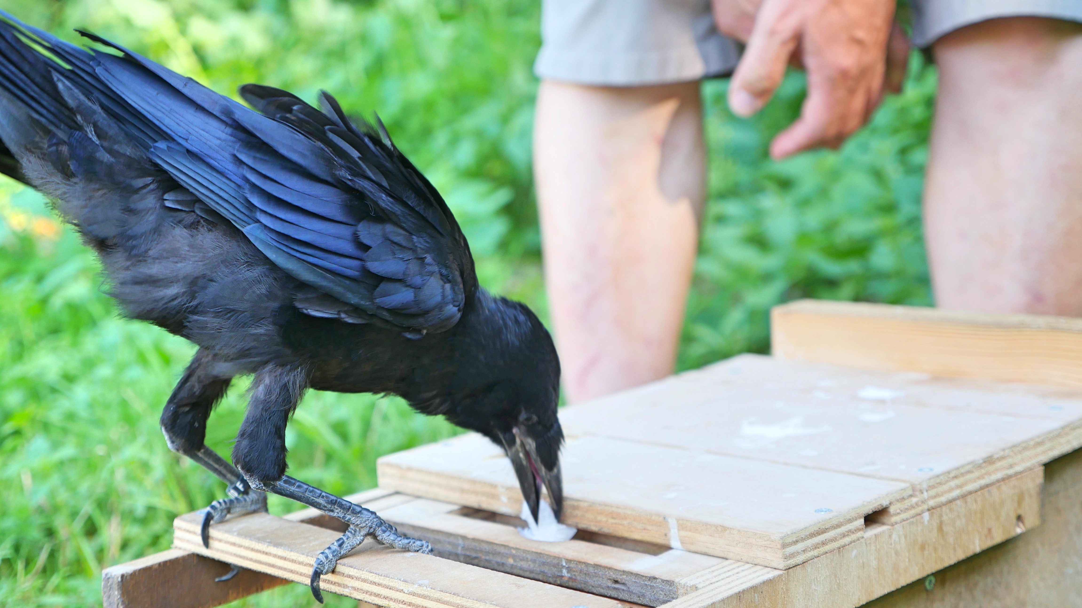 French Theme Park Asks: Crows Can Pick Up Trash, Why Can't You? : NPR
