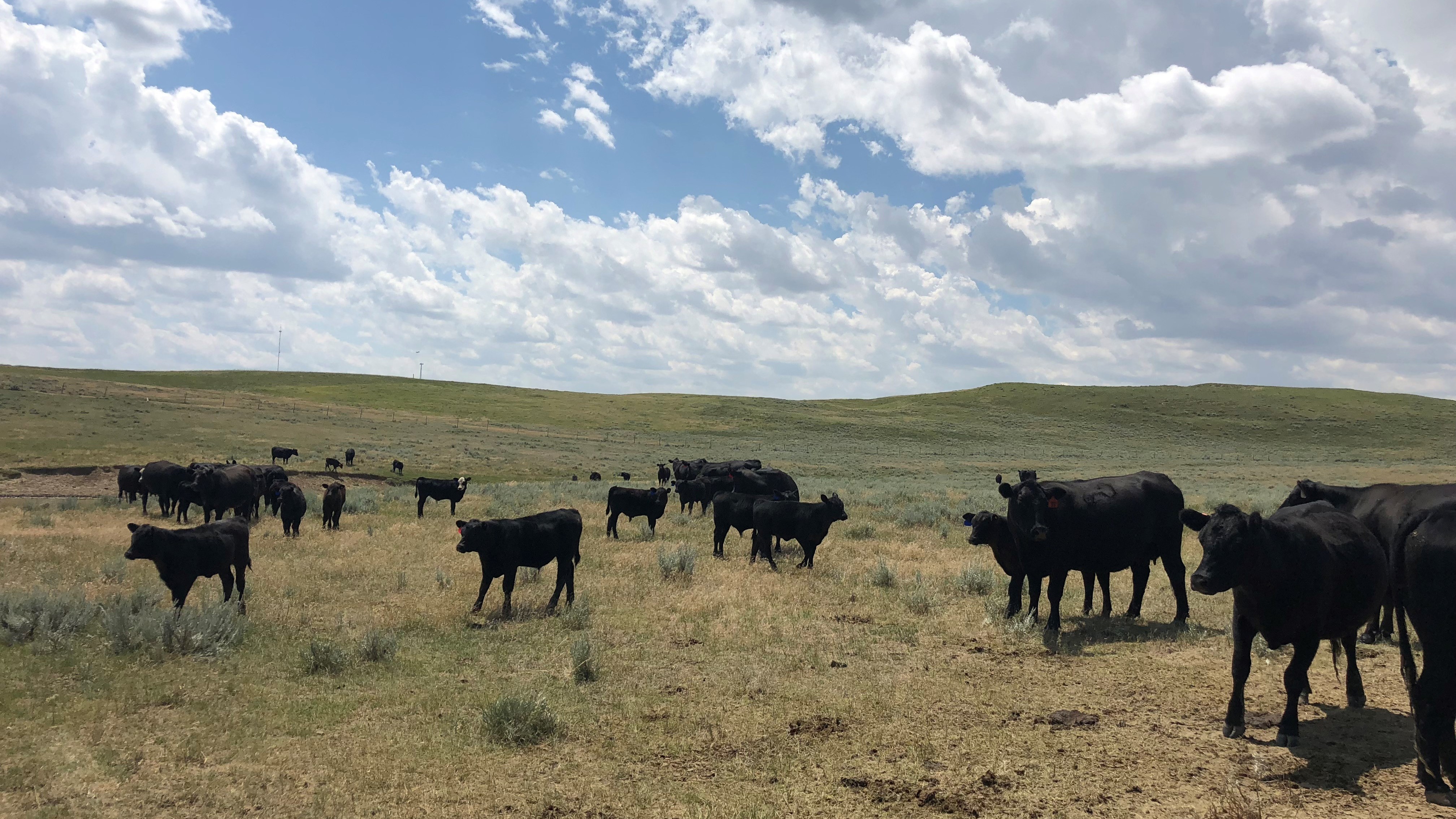 Some of the cattle grazing on the Persson Ranch are tracked using blockchain technology, which may allow consumers to know where their meat comes from and more.