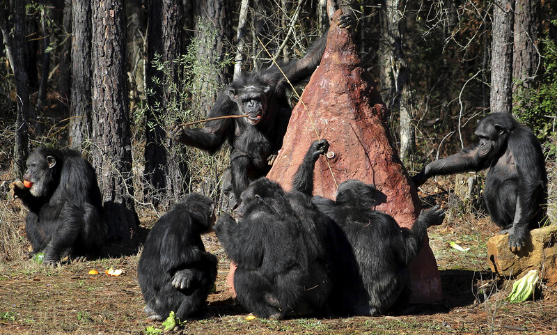 retired lab chimps find sanctuary in louisiana but the move can be