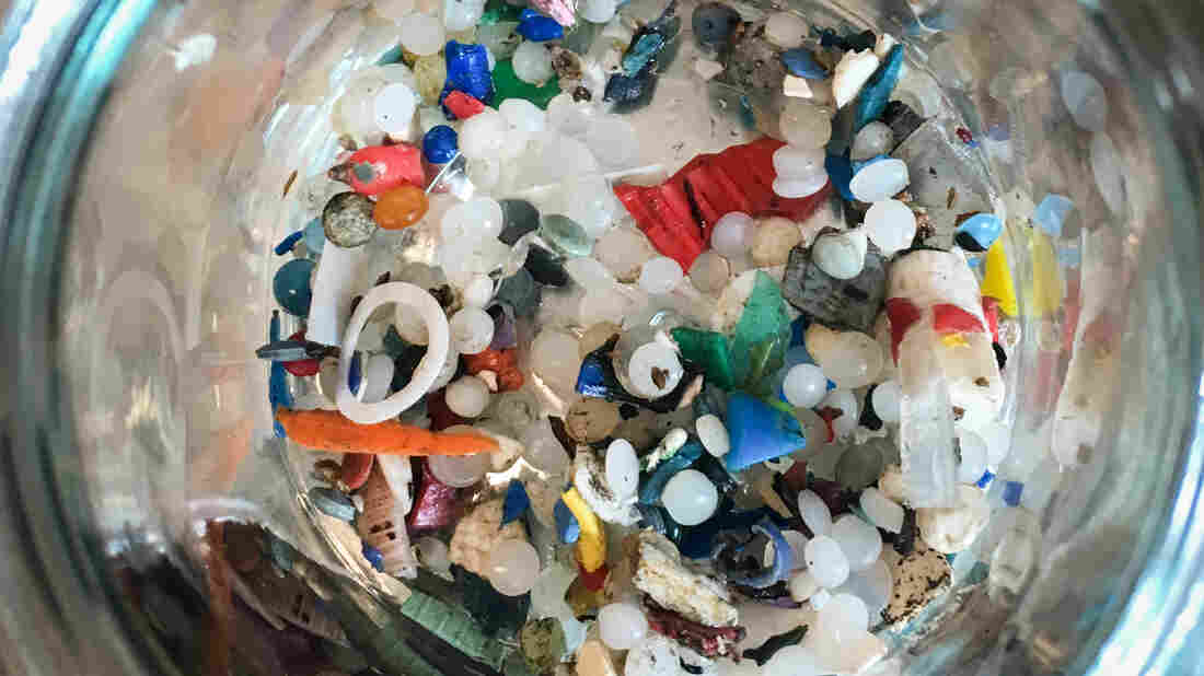 Beer, Drinking Water And Fish: Tiny Plastic Is Everywhere