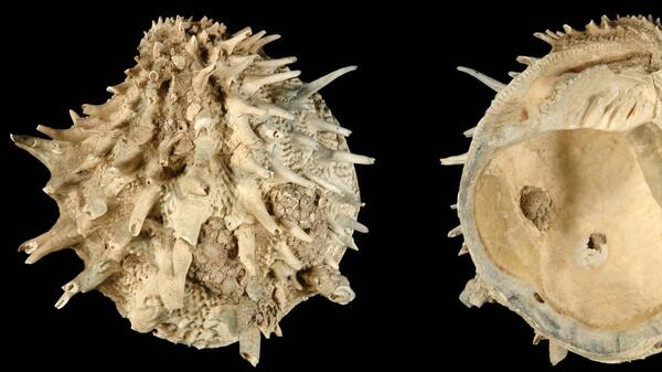 Arcinella cornuta was included in a new study of fossil and extant bivalves and gastropods in the Atlantic Ocean. Researchers found that laziness might be a fruitful strategy for species survival.