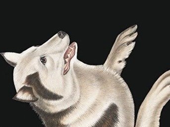 'Dog Symphony' is less a novel than a mood given form