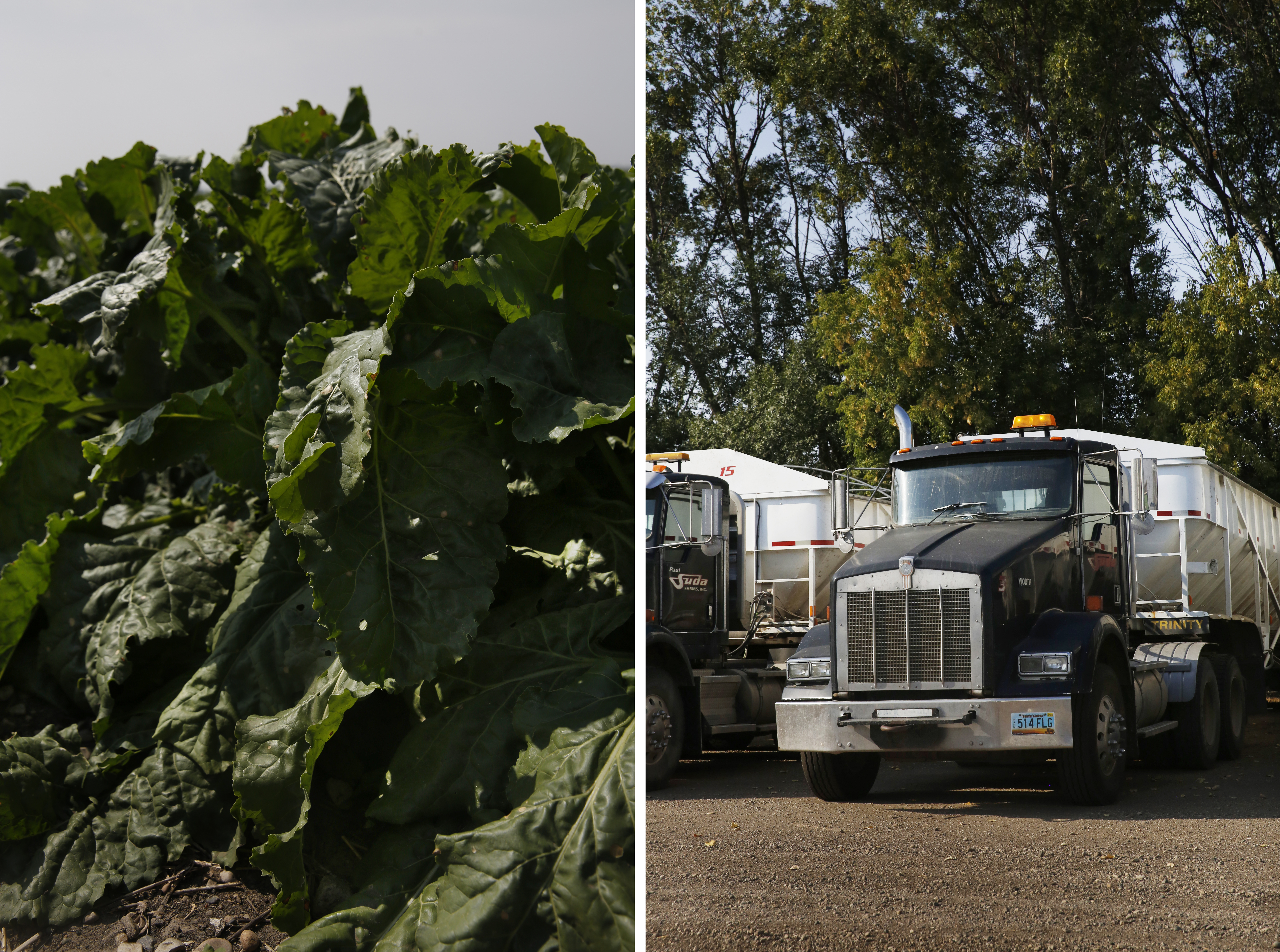 In One Generation, A Farmworker Family Grows College Ambitions 15 Left: Sugar beets. Right: Farm trucks outside Minto.