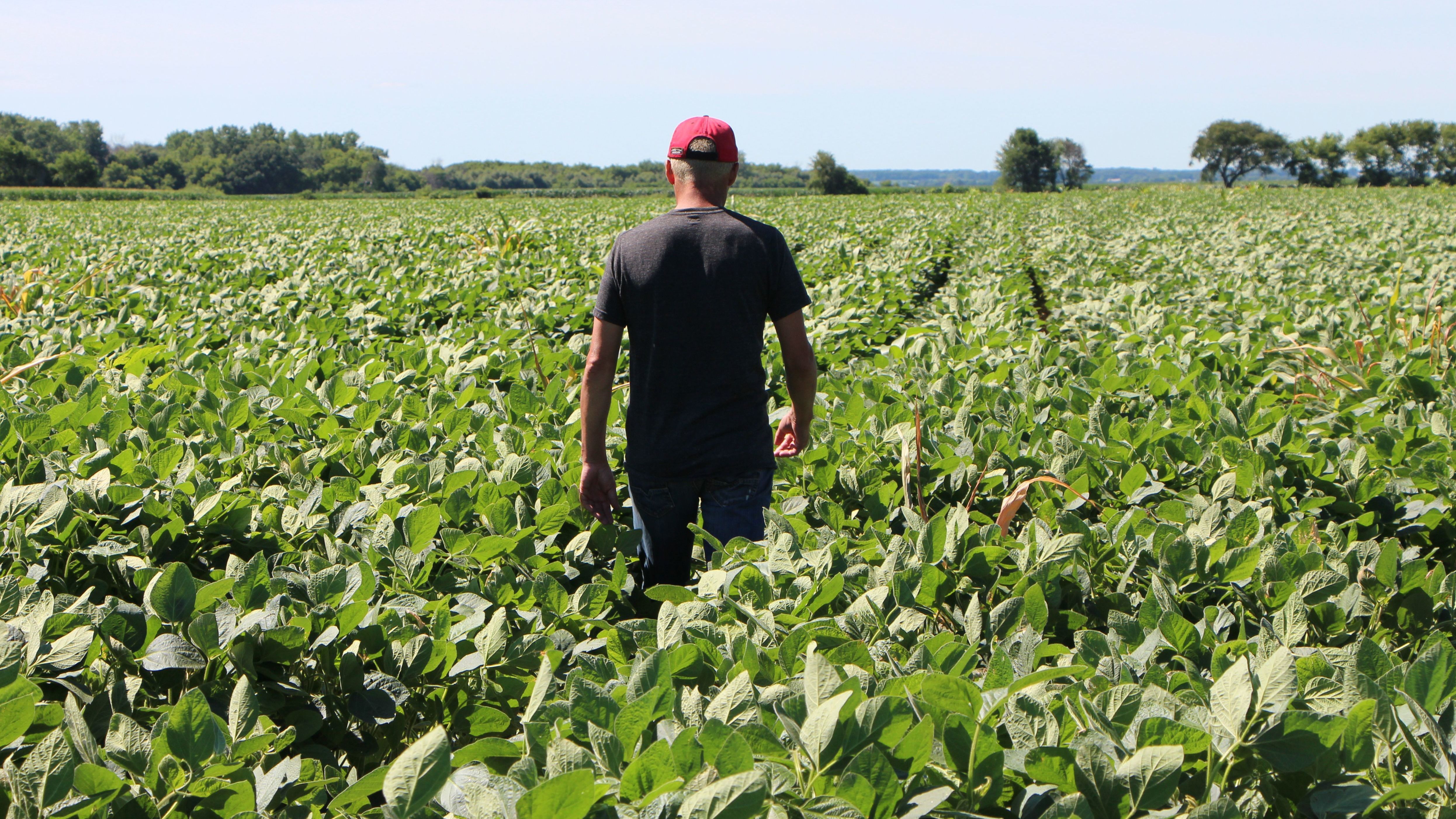 Farmer Terry Davidson walks through his soy fields in Harvard, Ill. Soybean prices have fallen this summer — a process that started even before the U.S. and China hit each other with tariffs in early July. (AFP/Getty Images)