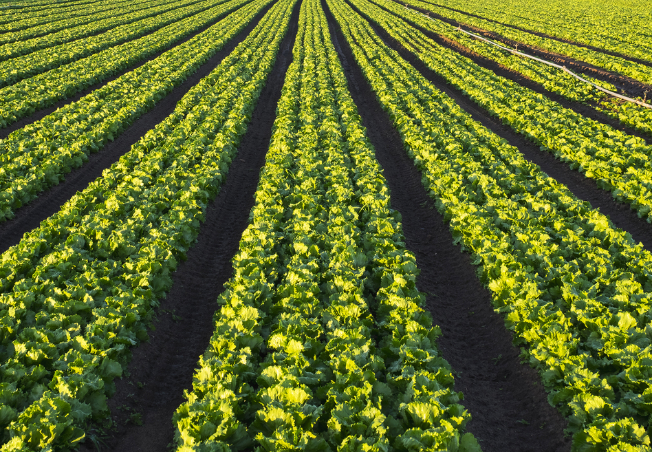 The Food and Drug Administration quickly identified romaine lettuce as the source of a months-long outbreak, but the foodborne illness investigation has been one of the agency's most complicated in years. (Westend61/Getty Images)