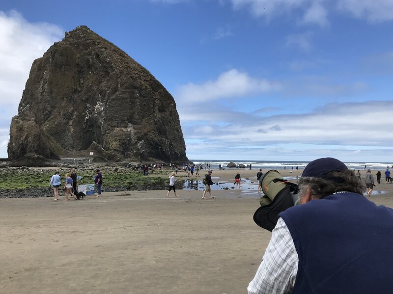 Rediscovering Haystack Rock With An Ist From The Puffin Man Npr Rediscovering Haystack Rock With An