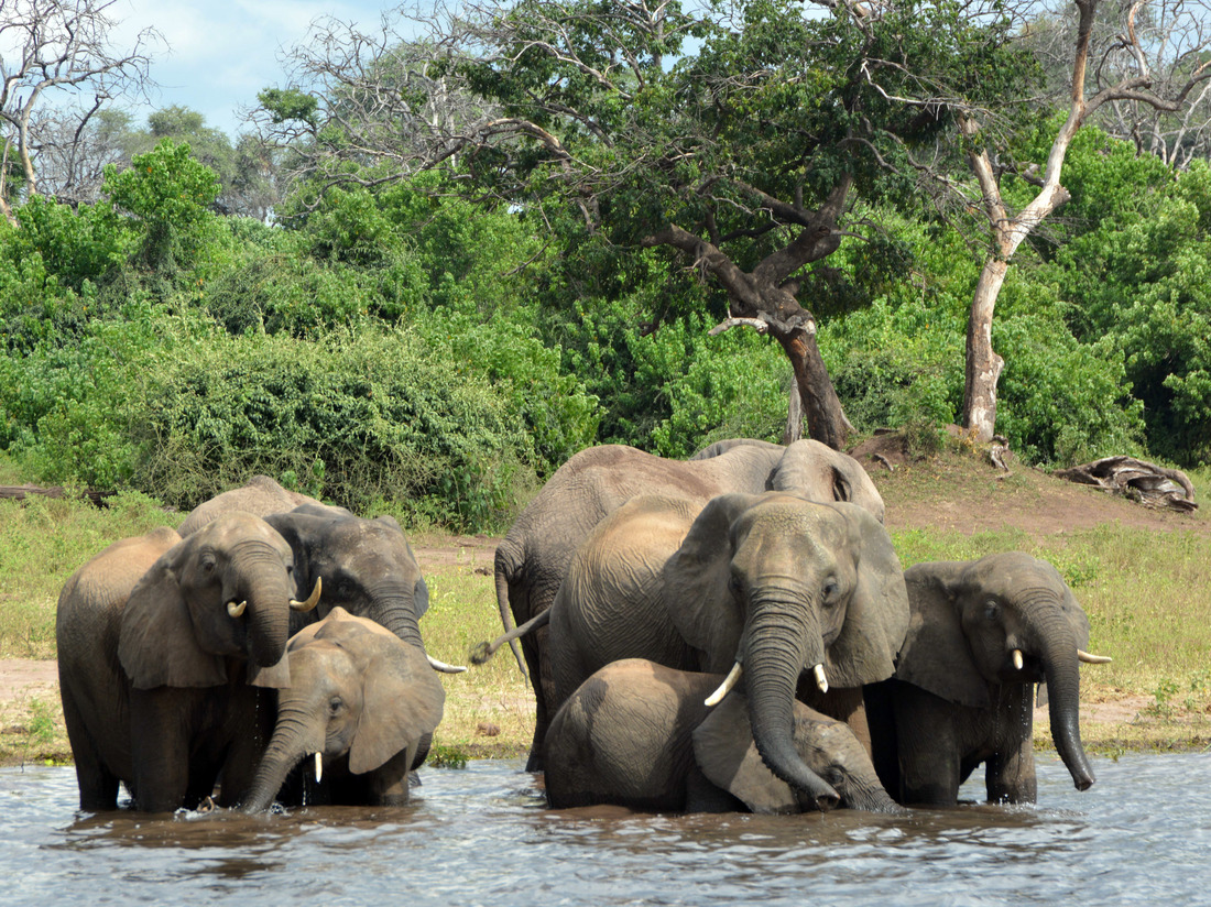 , Almost 90 Elephants Found Dead Near Botswana Sanctuary, Eliminated By Poachers: NPR, #Bizwhiznetwork.com Innovation &Lambda;Ｉ