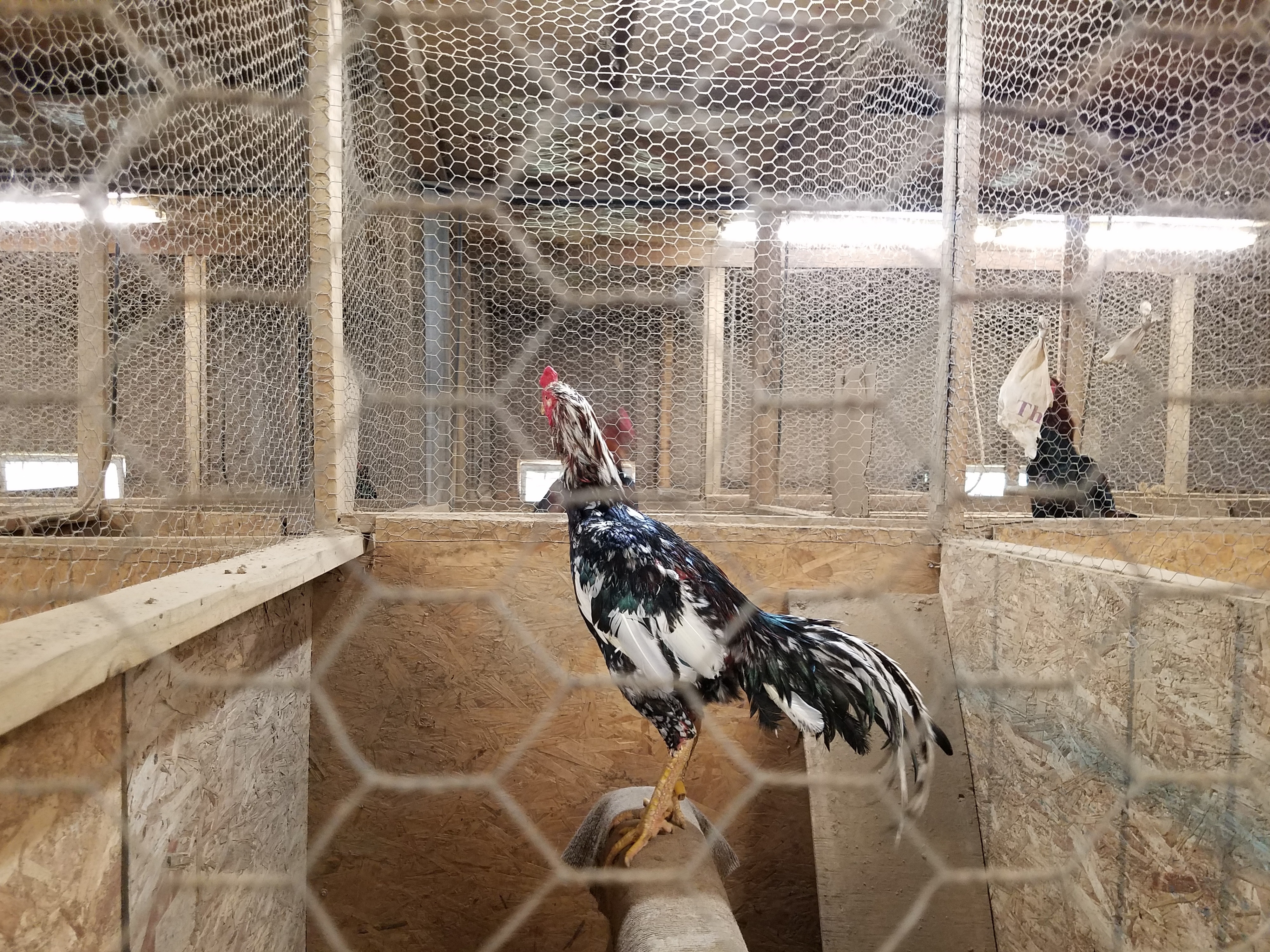 More than 1,500 animals seized in dog and cockfighting operations at Wisconsin home