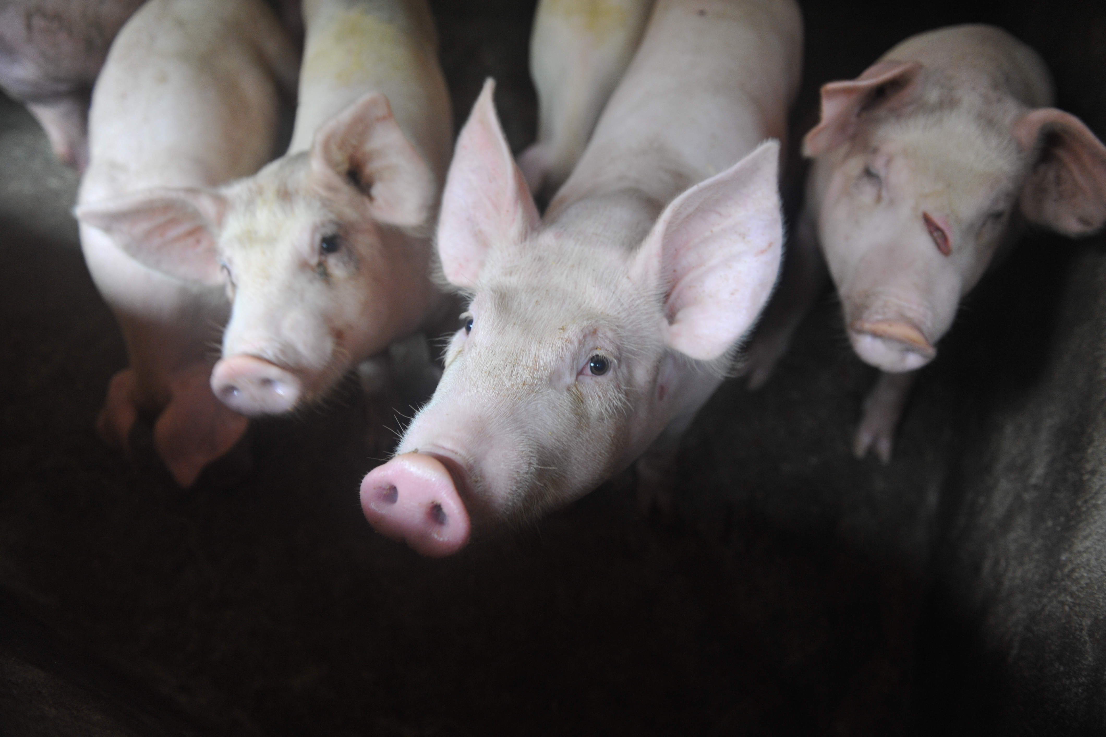 As State Fair Starts, Swine Flu Precautions In Place - Vimarsana News