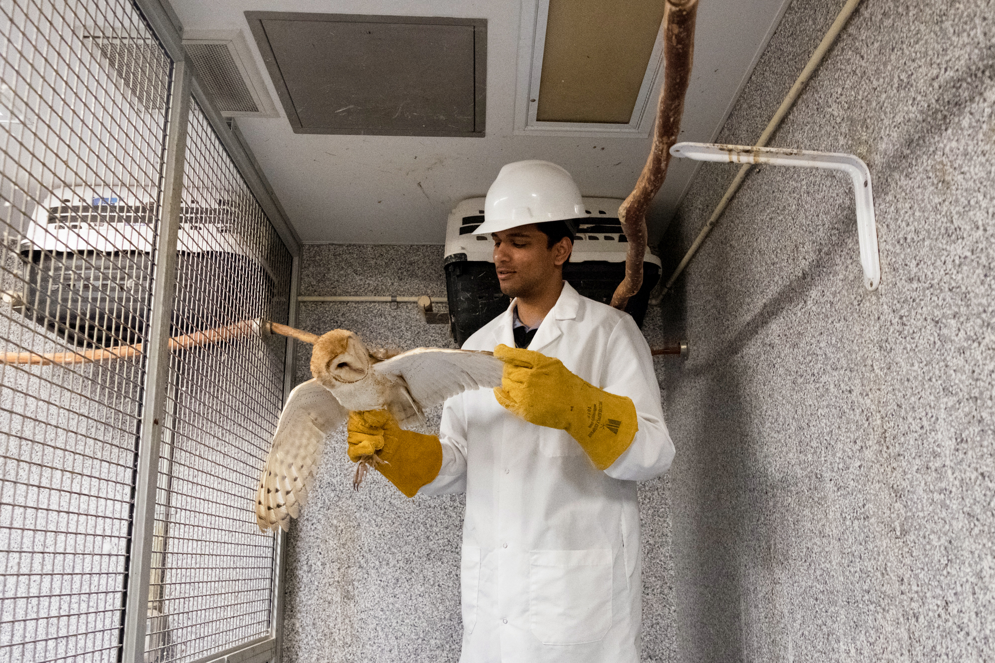 Scientists Study Barn Owls To Understand Why People With ADHD Struggle To Focus NCPR News