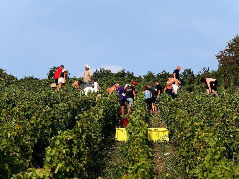The champagne grape harvest in northeastern France, like this one near Mailly-Champagne, started early this year due to lack of rain. (Francois Nascimbeni/AFP/Getty Images)