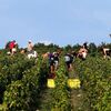 Champagne makers are falling over the bumper crop caused by the European drought