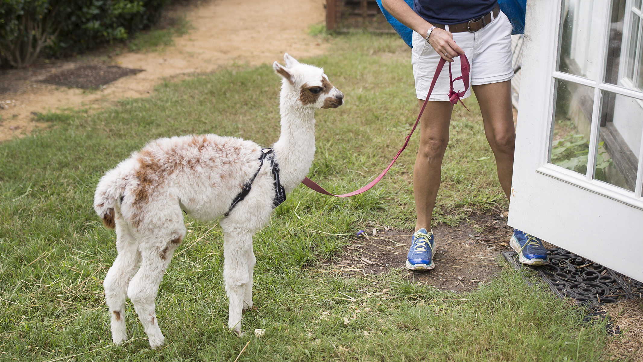 Amanda McKee, owner of 1870 Farm, leads her baby alpaca, Xanadu, into the farm office before finalizing preparations for the storm. McKee says that many of the animals on the agritourism farm are rescues with traumatic pasts and that moving them to artificial environments for the storm will only add to their stress.