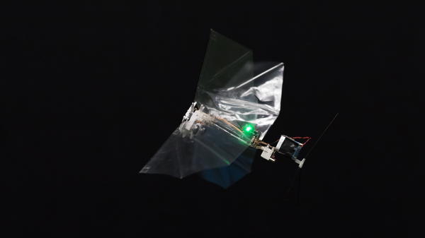 The DelFly Nimble in flight. The robot was inspired by the agile movements of the fruit fly.