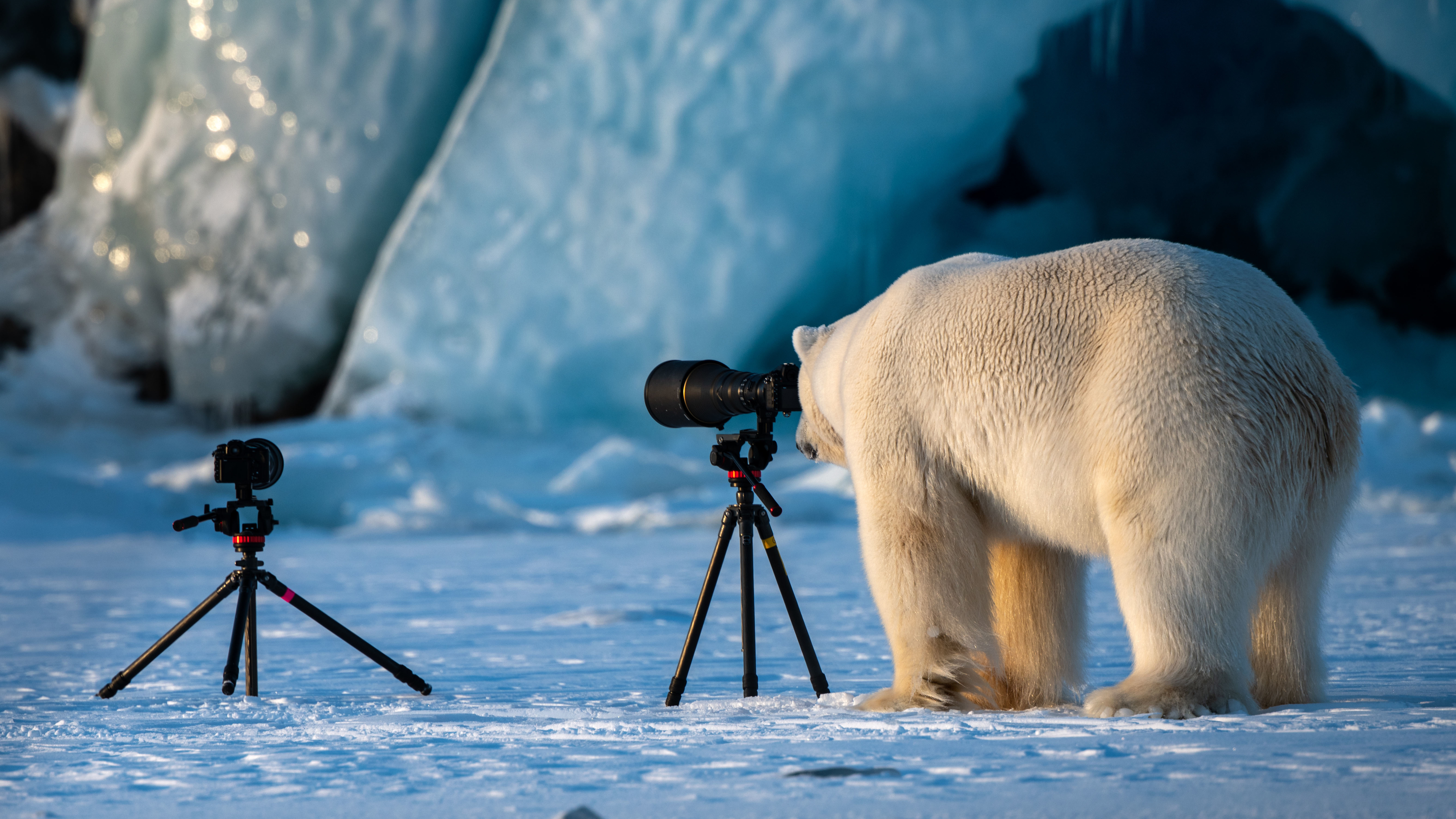 A wildlife photograBear framing the perfect shot: a polar bear looks through a camera lens in Svalbard, Norway.