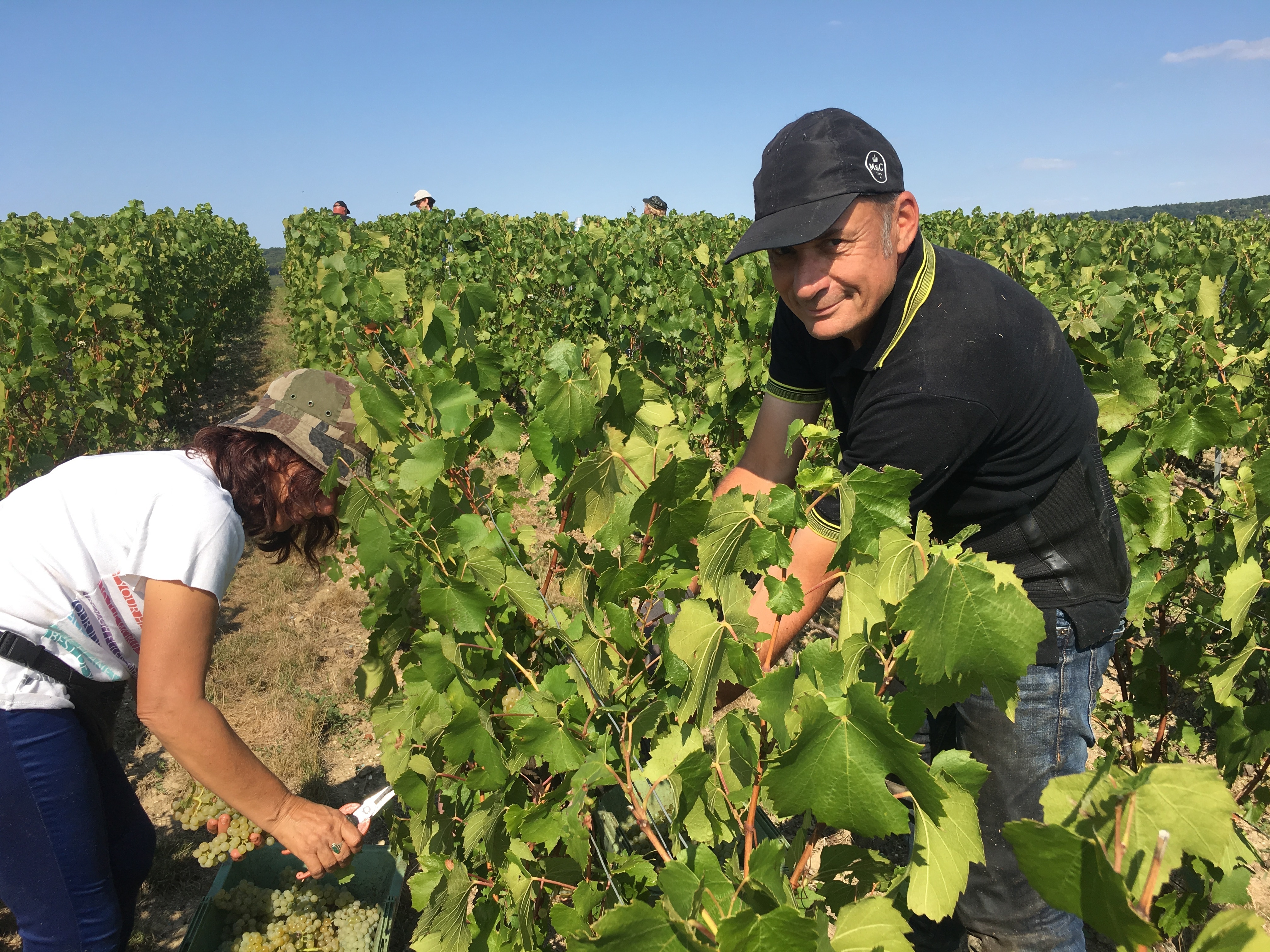 Claude Bucot and his family and friends come to Champagne every year to help with the harvest. He says they come a week or two earlier than they did 20 years ago. (NPR)