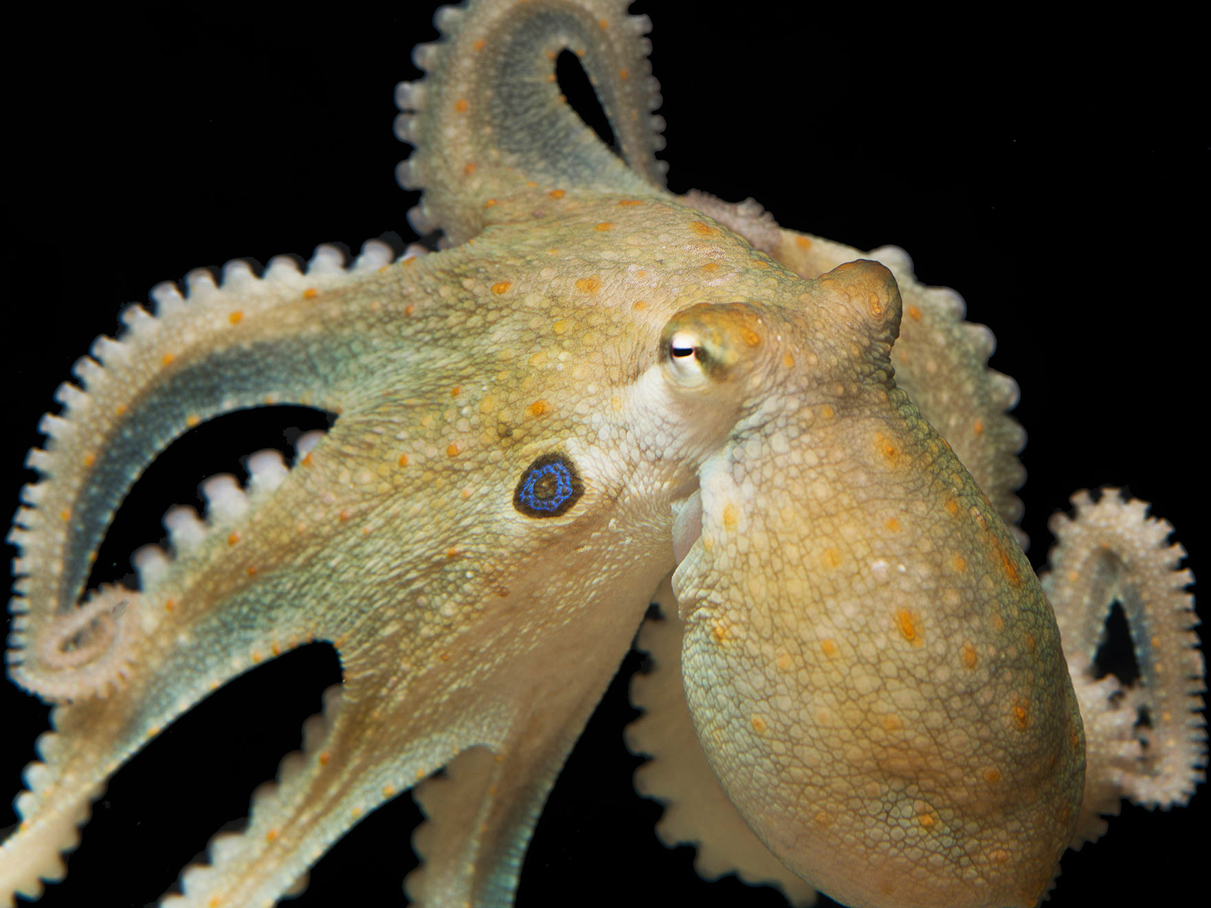 Octopuses Get Strangely Cuddly On The Mood Drug Ecstasy