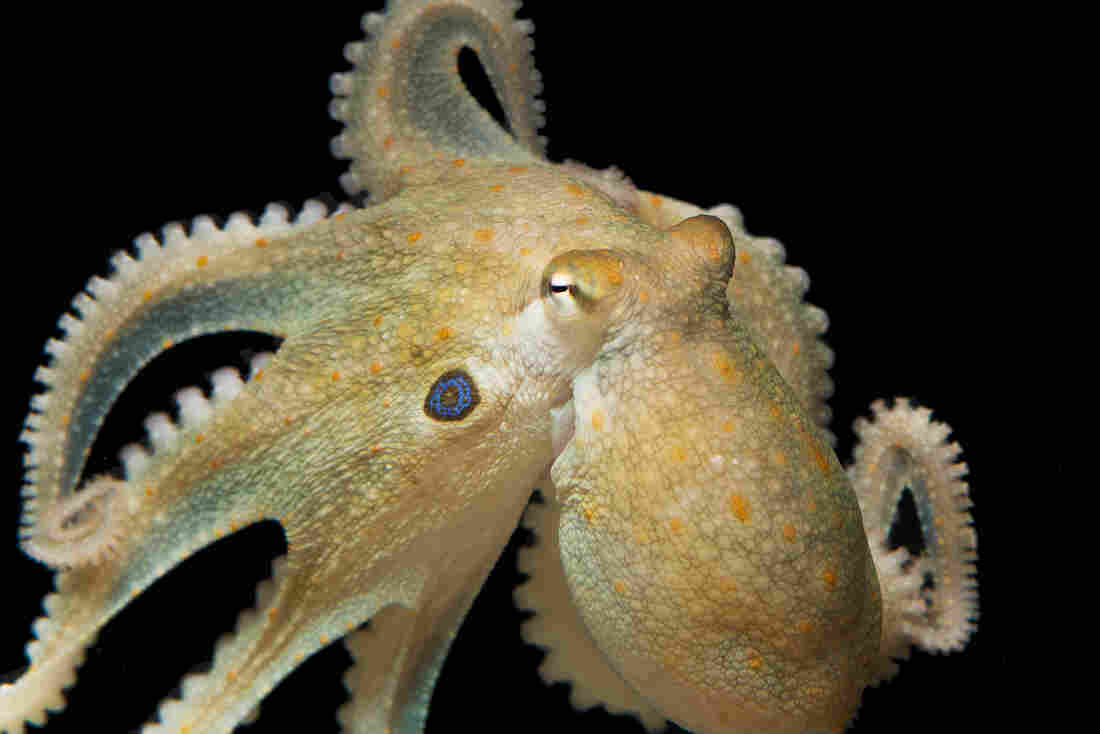 Scientists: Ecstasy increased social behavior in octopuses Scientists: Ecstasy increased social behavior in octopuses