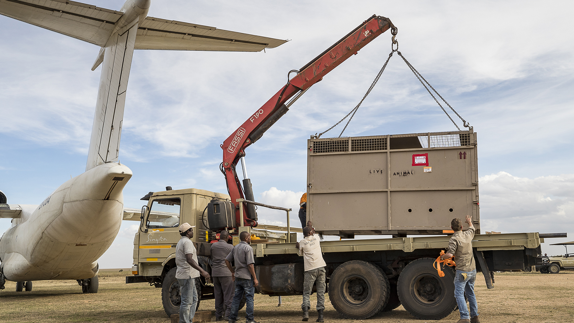 An eastern black rhinoceros known as Eric is transported in a crate to an airplane for his move to Tanzania.