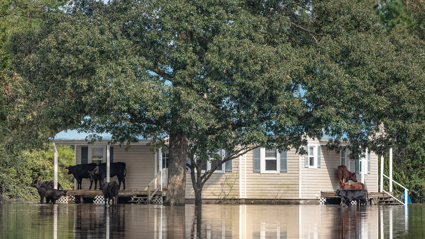 OPINION: As Florence Kills Pigs And Millions Of Chickens, We Must 'Open Our Hearts' : The Salt : NPR