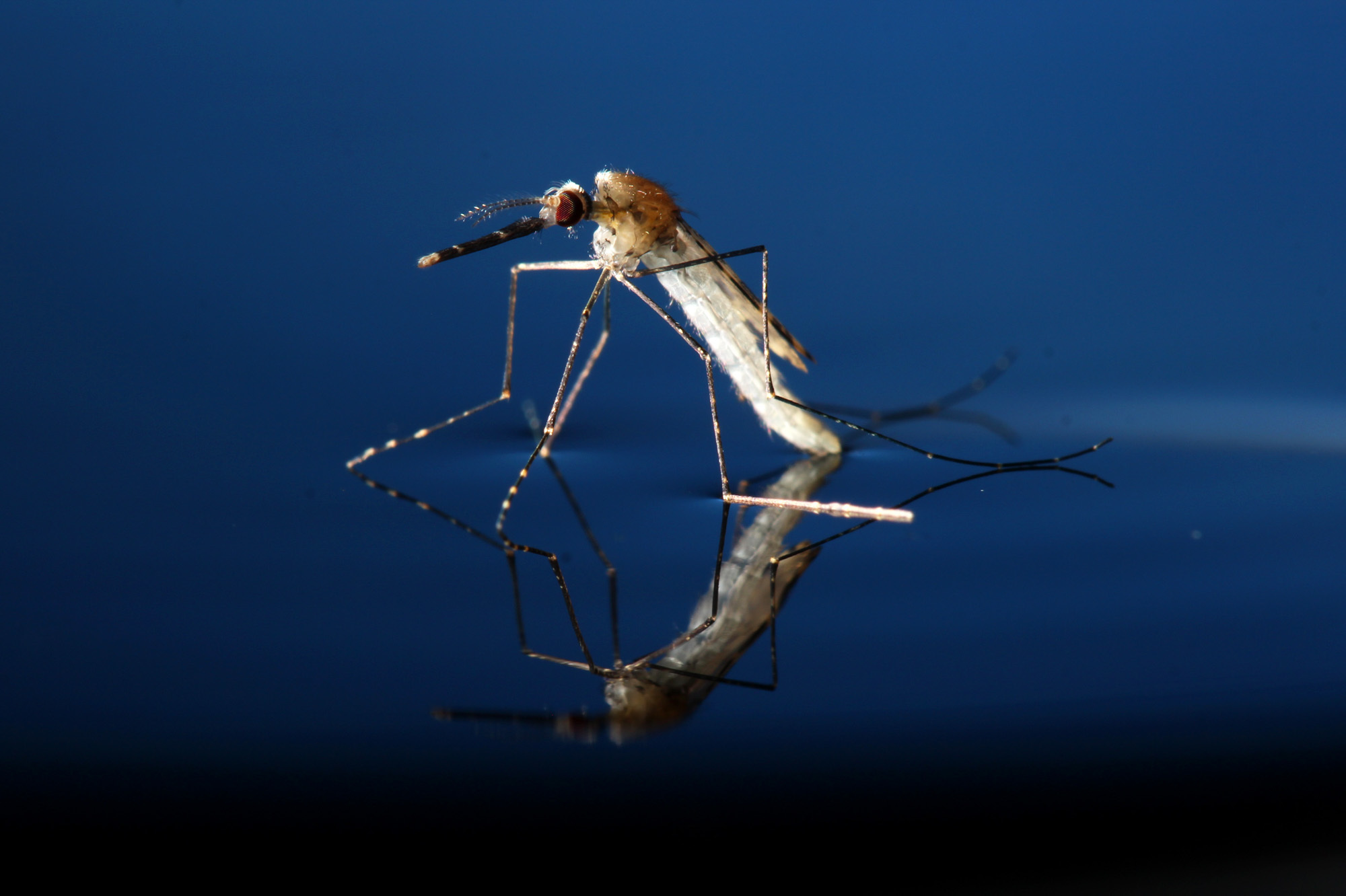 This adult <em>Anopheles gambiae</em> mosquito — the kind that spreads malaria — was genetically modified as part of the study. (Andrew Hammond)