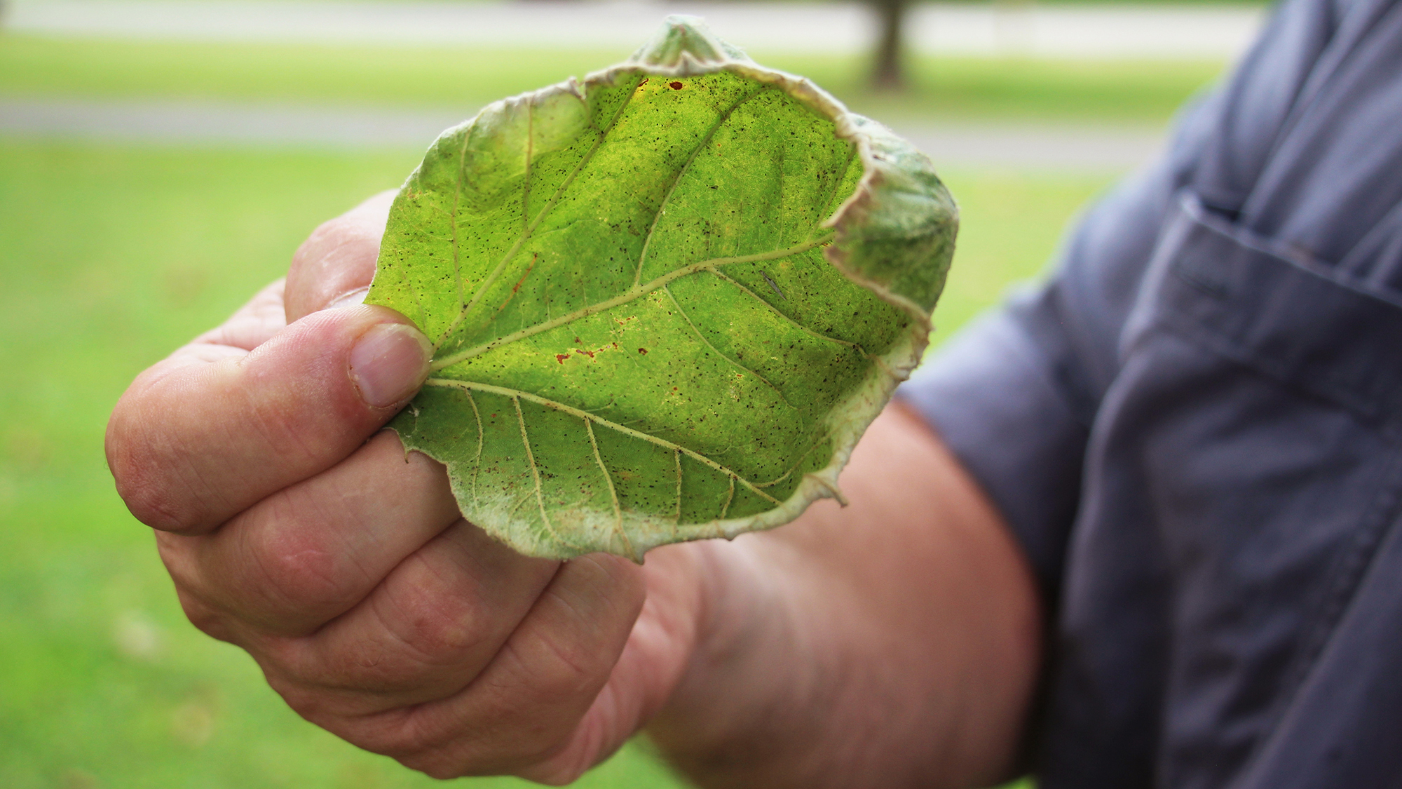 The edges of this sycamore leaf are turned upward into a cuplike shape, the typical sign of exposure to dicamba.