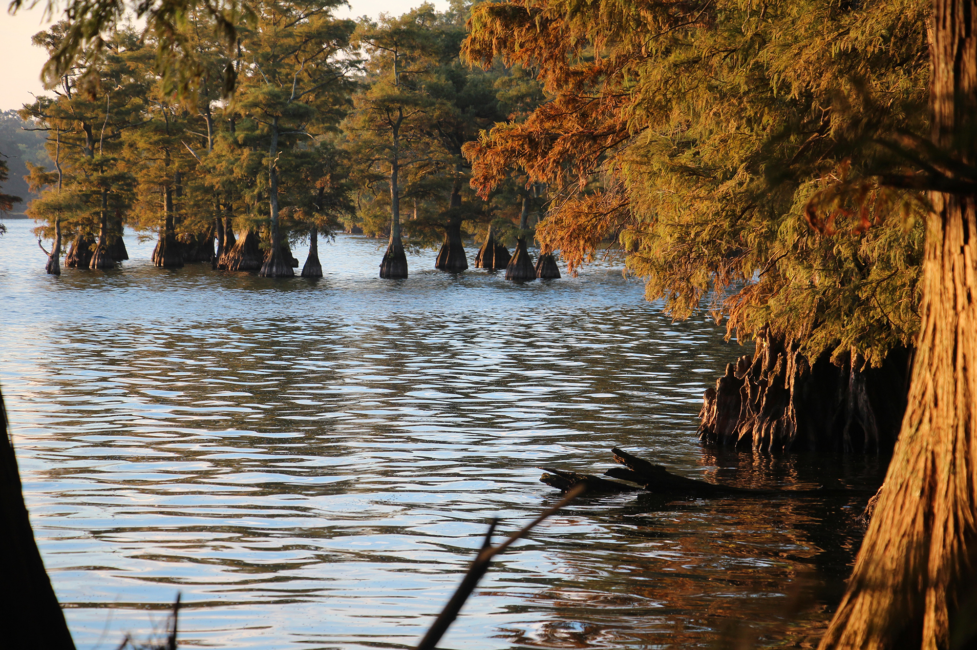 A Drifting Weedkiller Puts Prized Trees At Risk : The Salt : NPR
