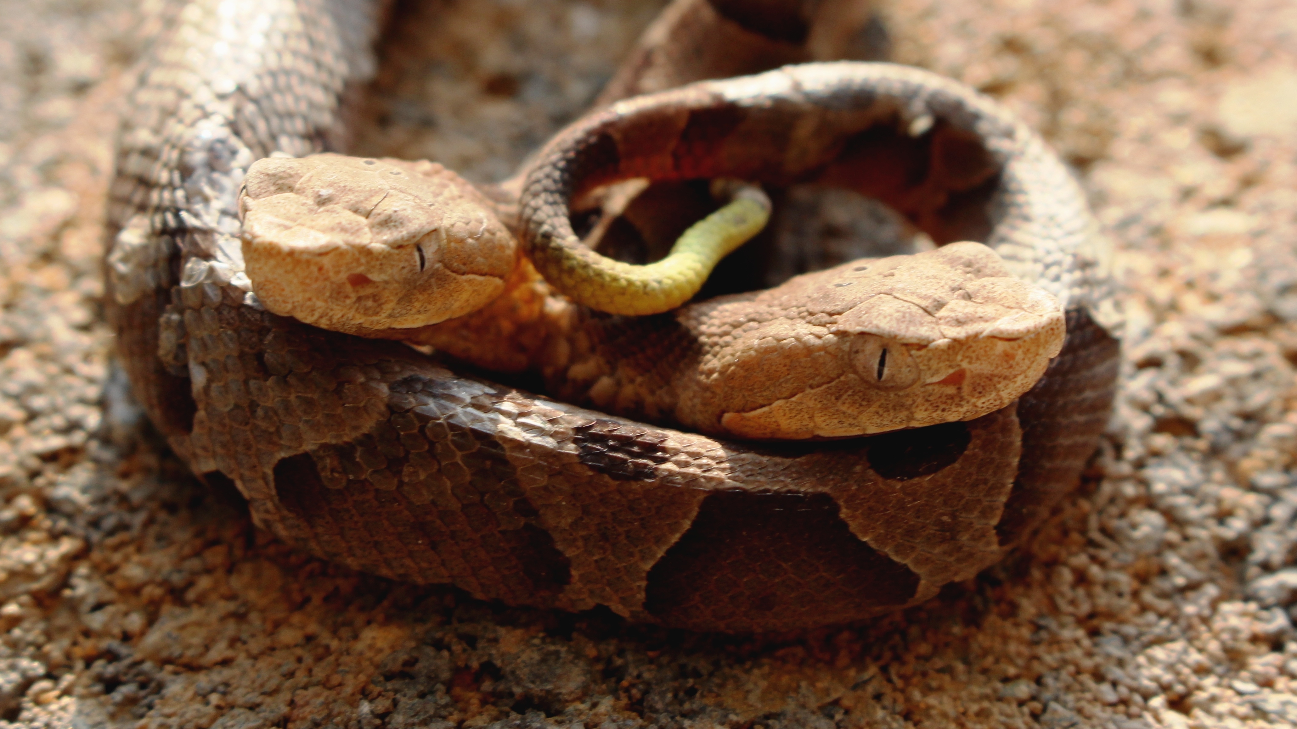 Watch Extremely Rare 2 Headed Snake Stuns Social Media Charms Scientists Npr