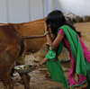 Scientists have trained cows to pee, which could help the environment: NPR 5 Scientists have trained cows to pee, which could help the environment: NPR