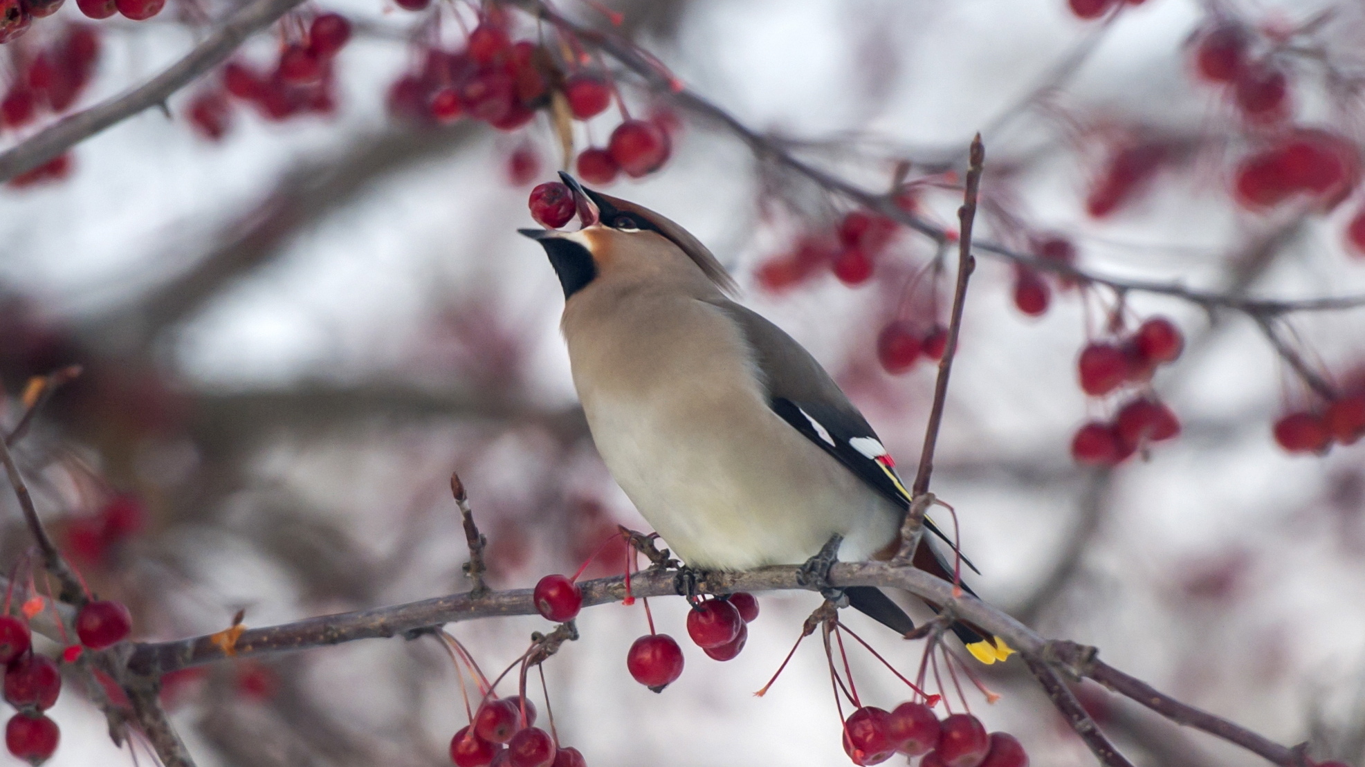 A waxwing eats a berry on an arrowwood tree. Cedar and other waxwings are known to gorge on fermented berries and other fruits, leading them to appear drunk. (Getty Images)
