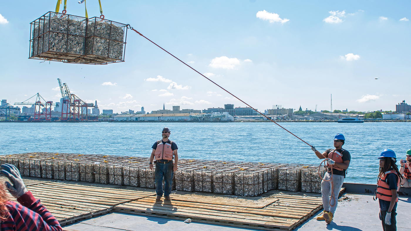 Oysters On The Half Shell Are Actually Saving New York's Eroding Harbor