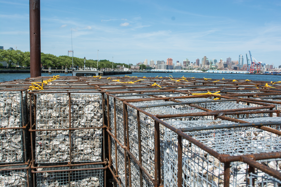 The shells are trucked over to Brooklyn's Greenpoint neighborhood and once a month are brought en masse to Governors Island in the heart of the New York Harbor. Billion Oyster Project has collected more than 1 million pounds of oyster shells so far. (Courtesy of Agata Poniatowski)