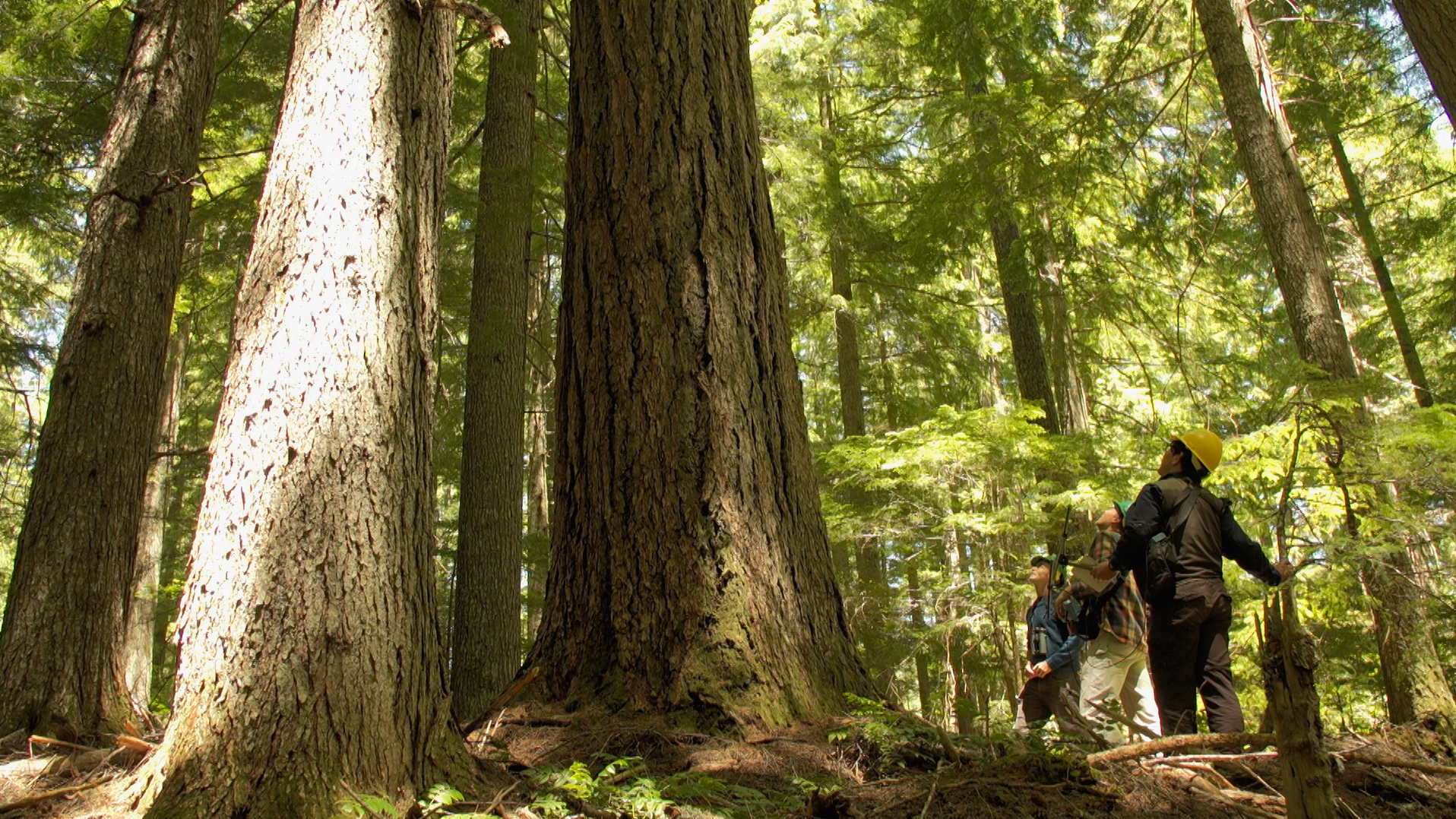 Old Growth Forests May Help Songbirds Cope With Warming Climate NPR