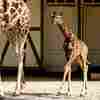 According to a study, giraffes inherit characteristic patterns from their moms