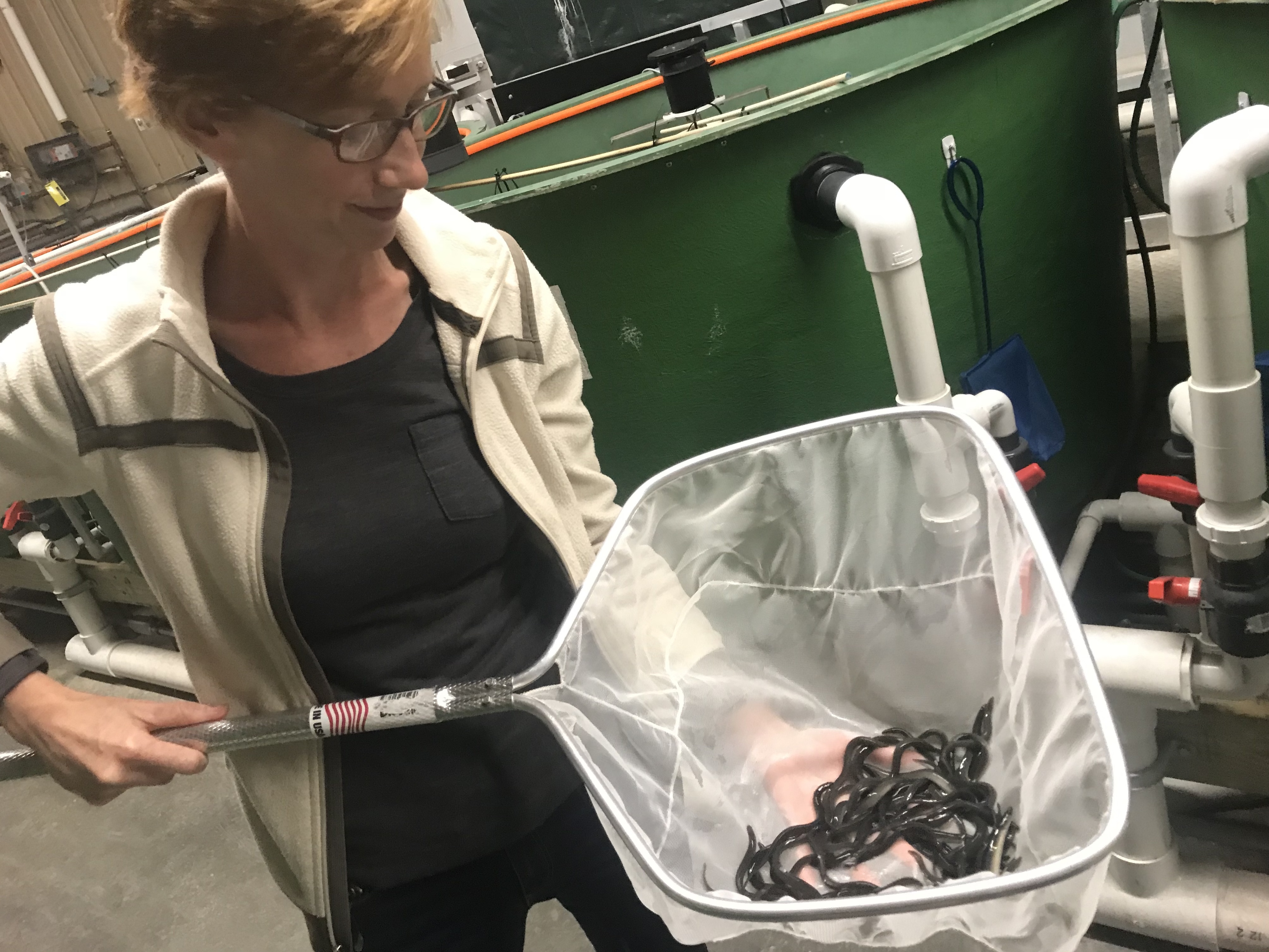 Sara Rademaker, the force behind the nation's first commercial indoor eel-growing operation, shows off some of the eels from her tanks at a University of Maine research center. (Maine Public Radio)
